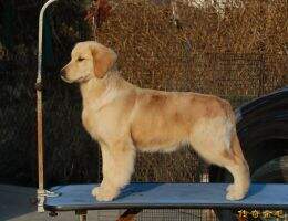 Wanrenmi of chun jin kennel