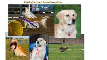 Wild Mtn She's Something Else BN MXG MJG CA A CCA