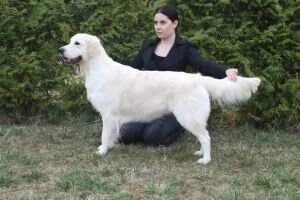 Ch BG MAC Junior Club Winner Hyacinth from Mariannehouse Top Golden Retriever 2010 Working trial