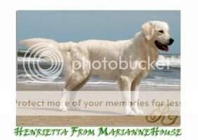 IABCA Int'l CH Henrietta From Mariannehouse