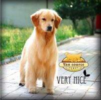 Vanyen?s Hot Temptress