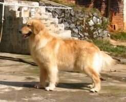 borant borant