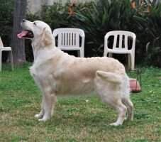 Maltese Ch. Fenwood La Etoile Anyshade