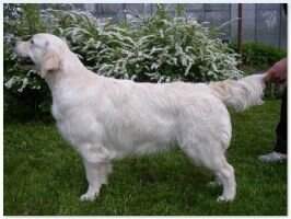 Star Light Son Baltic Beauty Star Light Son Baltic Beauty