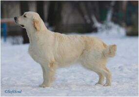 EST JUN CH Star Light Son Best In Show