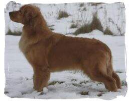 Shadowland's Pawsitive Approach To Kokopelli
