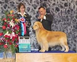 Bandor of Jin Se Kennel