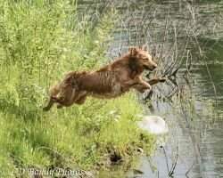 Zaniri Journey To Wildwing Usa CCA