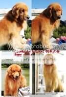 Chinatown's Accu of Golden Resplendence Kennel