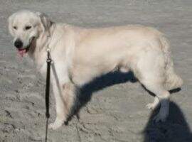 Blackpool Acadia Thats Amore