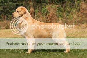 M Br CH/ Br GCH/ Pan CH. MAGNO GOLDEN BOLTON