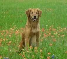Sunfire's Flying Head Over Heels PUTD BN