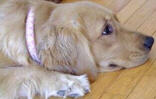 Chien D' Or's Furfeathers Tell Me A Secret
