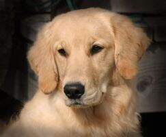 Roxanne Starr Roxanne Starr
