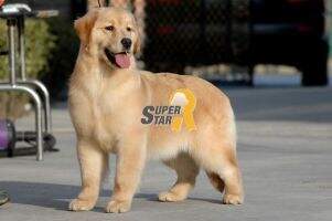 Babette of Superstar Kennel