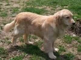 Chien d'Or's Whispering Moonshadow