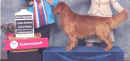 UKC CH/INT CH/Can CH JBG's Soldier Of Fortune
