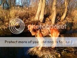 Fireside Gypsy Rose