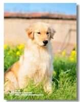 A rainbow of Jin Se Zhuo Yue Kennel