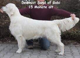 Dewmist Sand of Gobi Dewmist Sand of Gobi