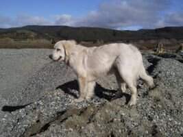 goldenpaws really james