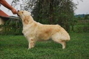 Veteran CH Lu-Lu Agram-Can