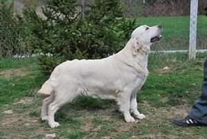 SHCH Agram-Can Tamara SHCH Agram-Can Tamara