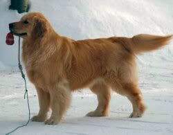 Trugold's Tomboy