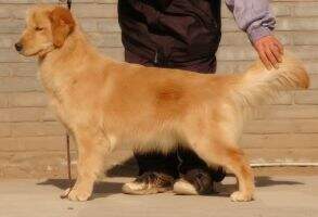 Zena of Superstar Kennel