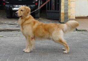 Born 2 TimberGolds of Phenomenon