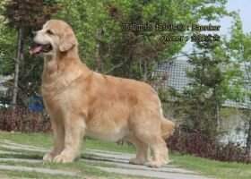 Abbs banker of Huang Feng Kennel
