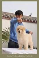 Golden Brothers Fighting For Daddy