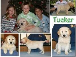 Arete's Tucker Carlson