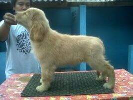 Javasugar's Chester