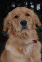 Gaelicgold Wee Bit 'O Mischief MFP MJP2 MXF THDD TKN STAR Puppy CATCH ChFH TDIG