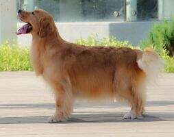 F Vicky of Jinsedingsheng's Kennel