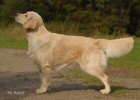 Celine vom Hasseldeller Forst