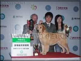 Agatha of Jin Se Gong Zhu Kennel
