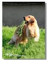 Helen of Jin Se Gong Zhu Kennel