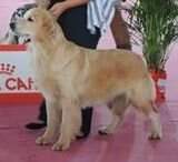 Br Puppy Ch Benntos Breakfast at Tiffany's Br Puppy Ch Benntos Breakfast at Tiffany's