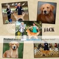Scotts 24K Jack Jackitty Jack