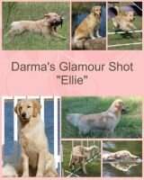 Darma's Glamour Shot AXP AJP CL3-R CL3-S CL3-F CCA