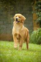Pinga Habanero Golden Friend Forever