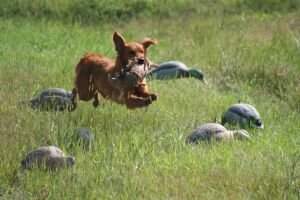 Thistle Rocks Storm Warning Maurene *** Thistle Rocks Storm Warning Maurene ***