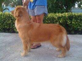 Th. Ch. Goldenarmy N Cassia Golden's Lena Th. Ch. Goldenarmy N Cassia Golden's Lena