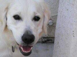 My Beautiful Good Golly Miss Mollie