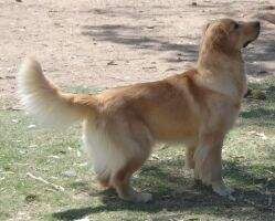 Int'l Ch/UKC Ch Legacy's 3 Times A Lady