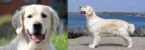 J.CH.PL-RUS, CH.PL-RUS Joyous LEGALLY BLONDE