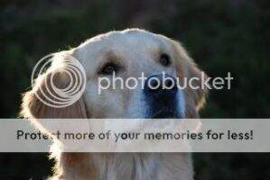 Fly'N Paws Long May You Run PUTD GO BN RAE2