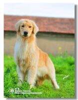 Barbara of Jin Huang Shou Huo Kennel